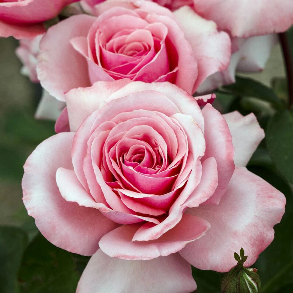 'Sexy Rexy' Floribunda Rose - Image 2