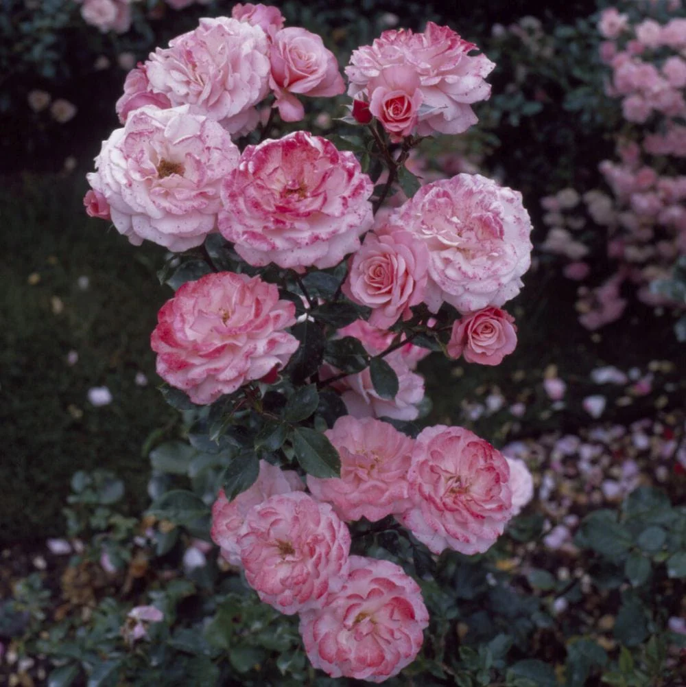'Sexy Rexy' Floribunda Rose - Image 3