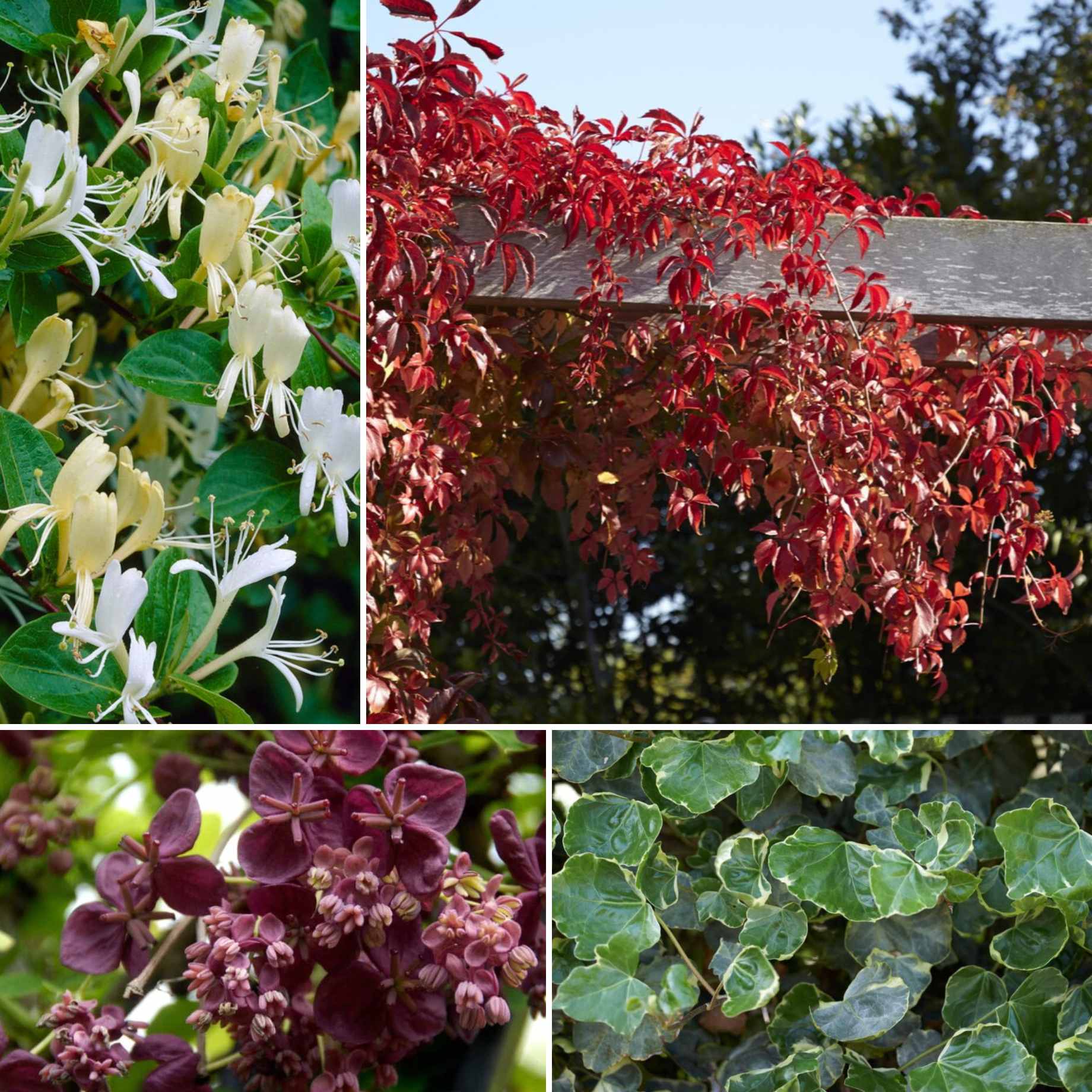 Shade-Loving Climbers Collection | Best Climbing Plants for Shade