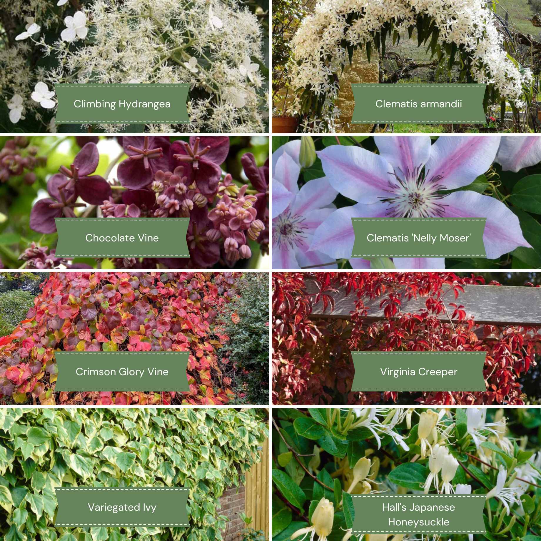 Shade-Loving Climbers Collection | Best Climbing Plants for Shade - Image 2