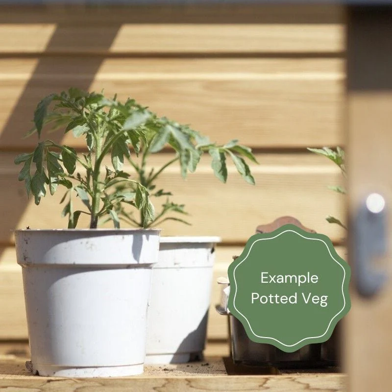'Shiraz' Mangetout Pea Plants - Image 3