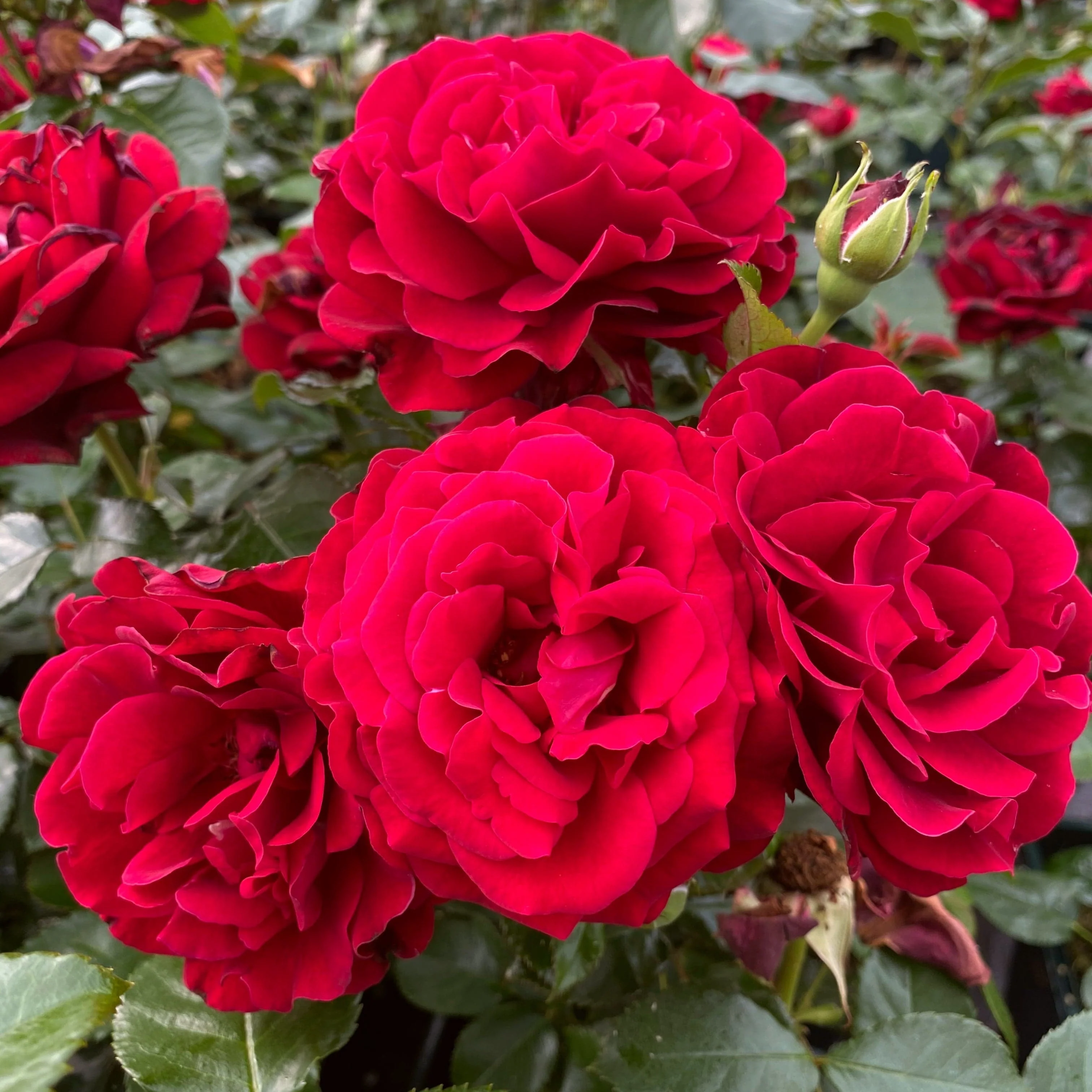 Shrub Rose Collection | Roses for the Border - Image 5