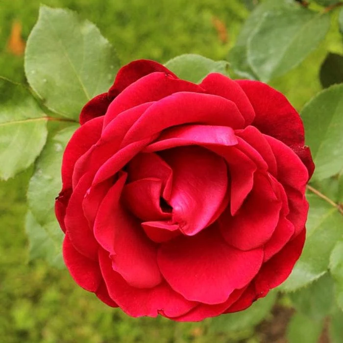 'Don Juan' Climbing Rose - Image 2