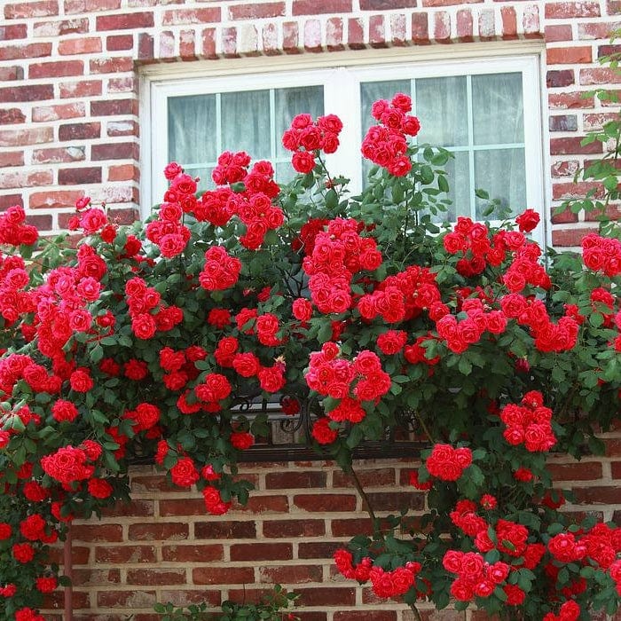 'Don Juan' Climbing Rose - Image 3