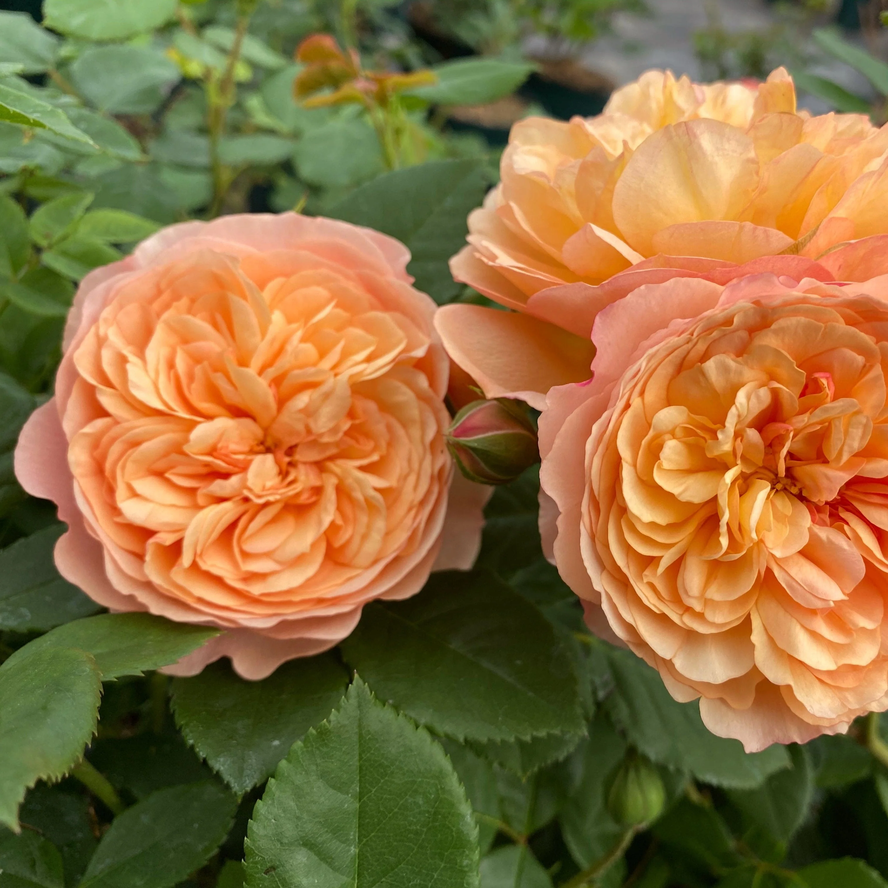 'Mia Bella®' Shrub Rose - Image 2