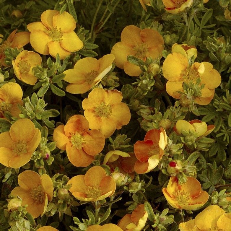 Shrubby Cinquefoil | Potentilla fruticosa 'Solar'issima'