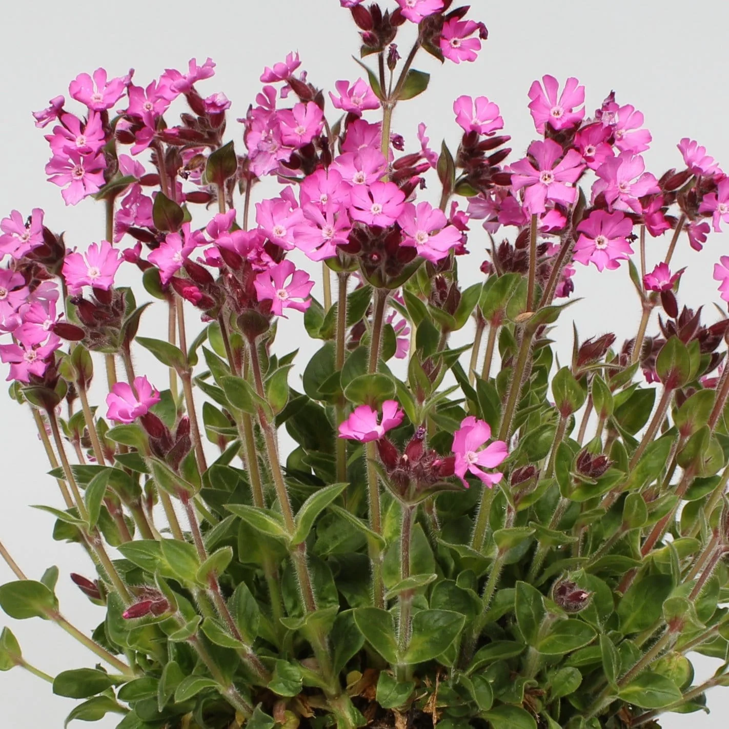 Silene 'Rollies Favourite'