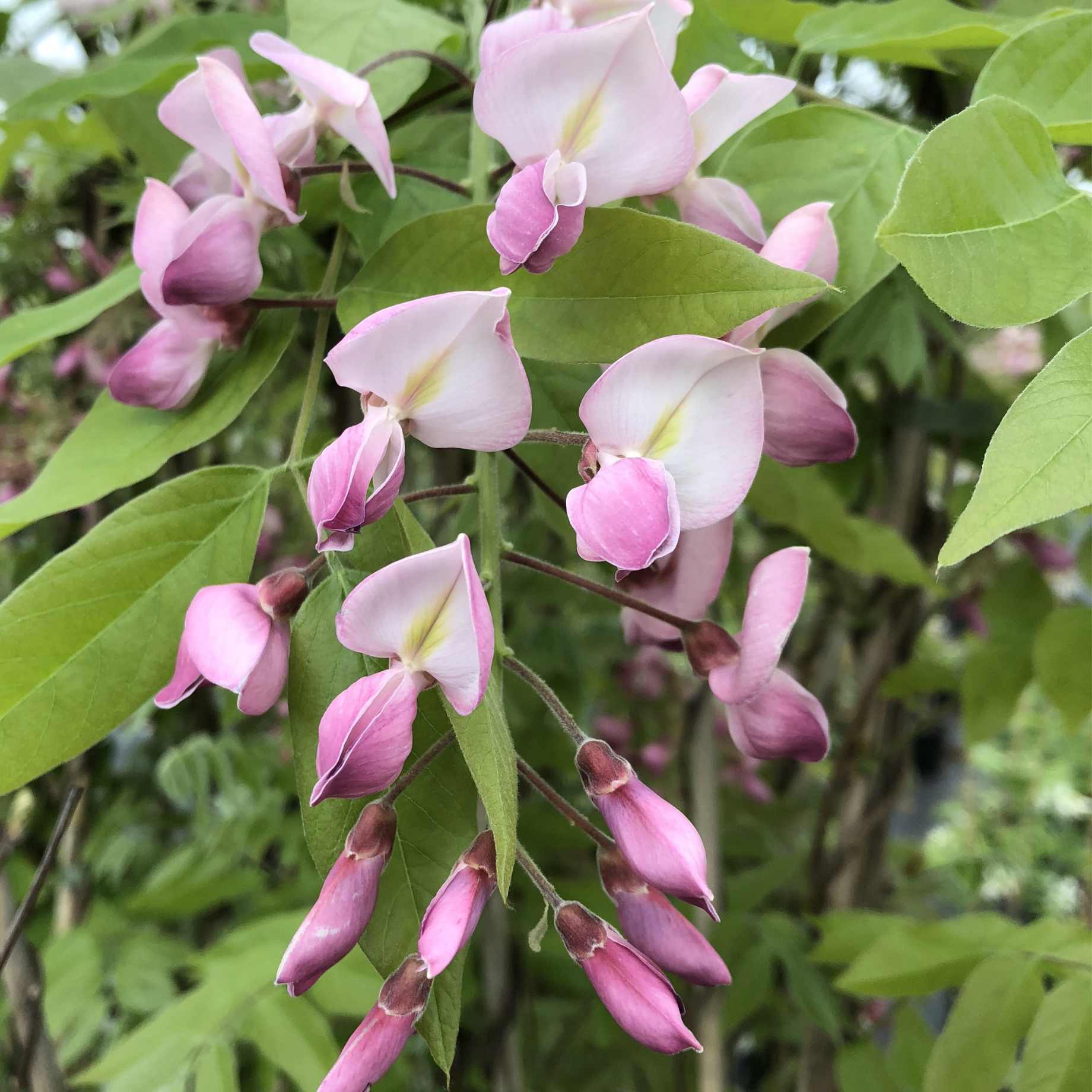 Silky Wisteria | Wisteria brachybotrys 'Showa-beni'