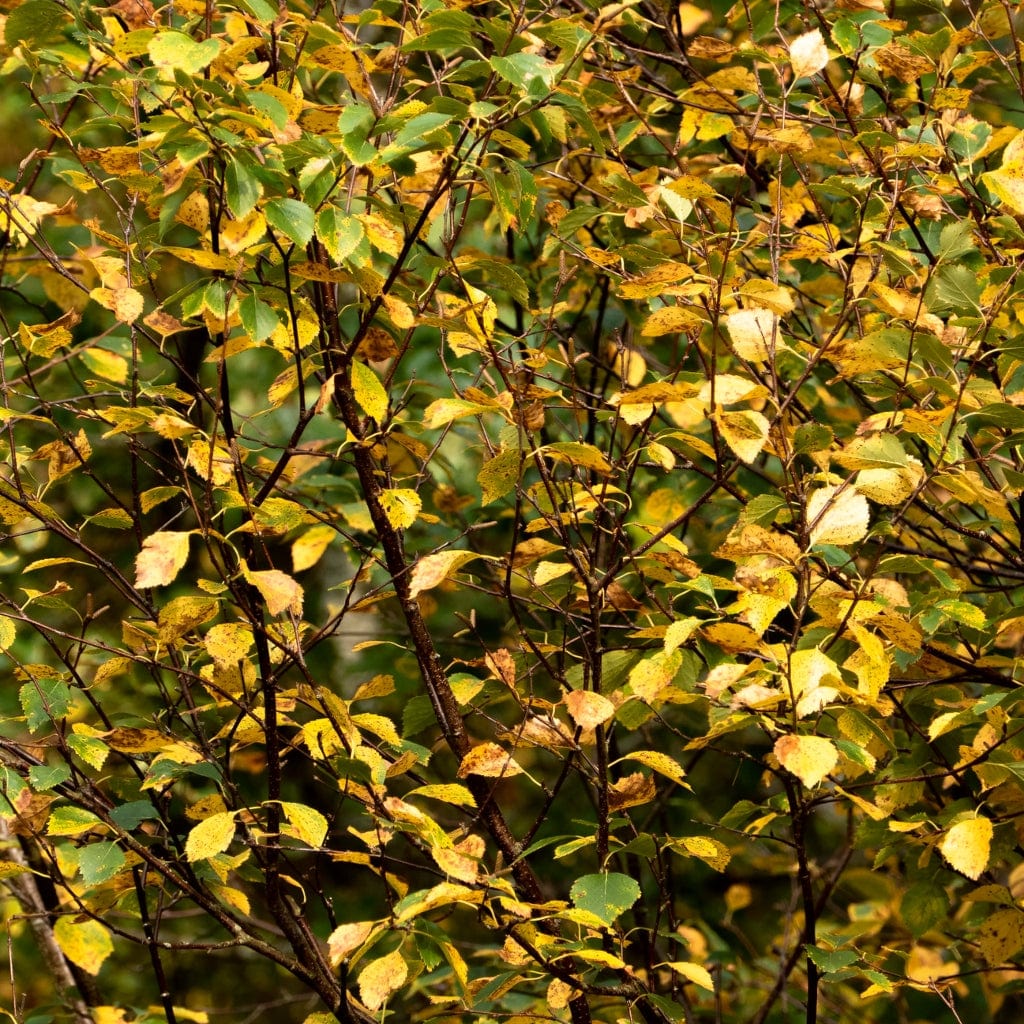 Silver Birch Hedging | Betula pendula - Image 2
