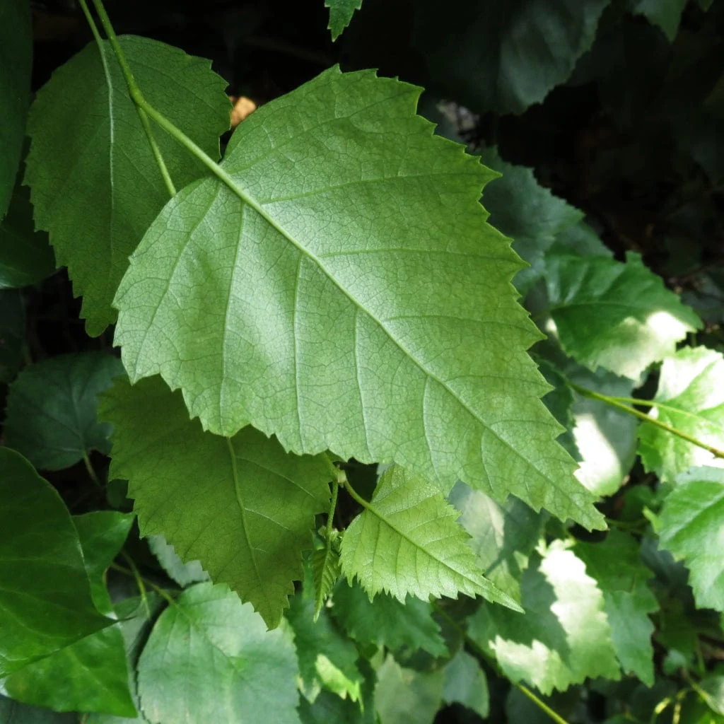 Silver Birch Hedging | Betula pendula - Image 3