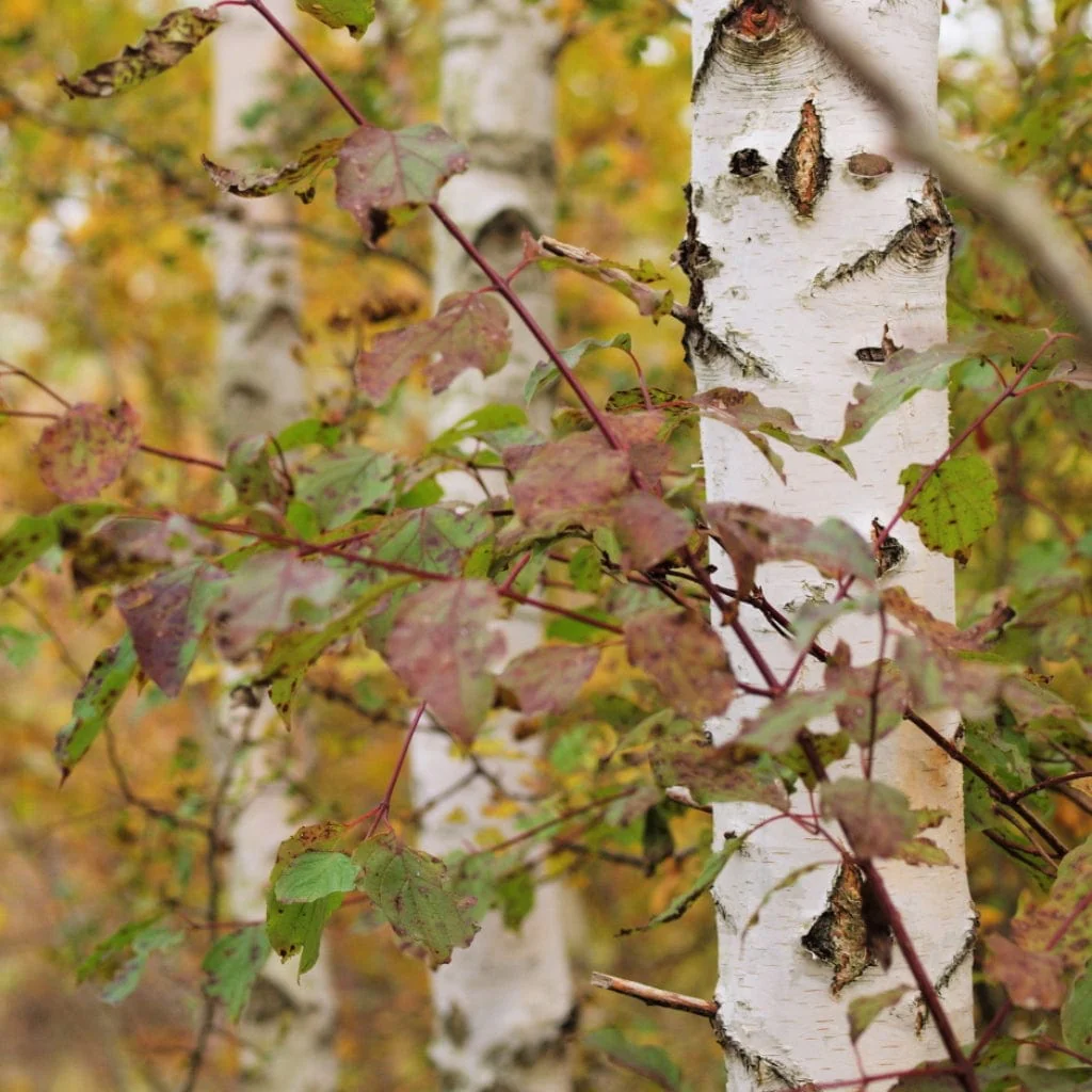 Silver Birch Hedging | Betula pendula - Image 4