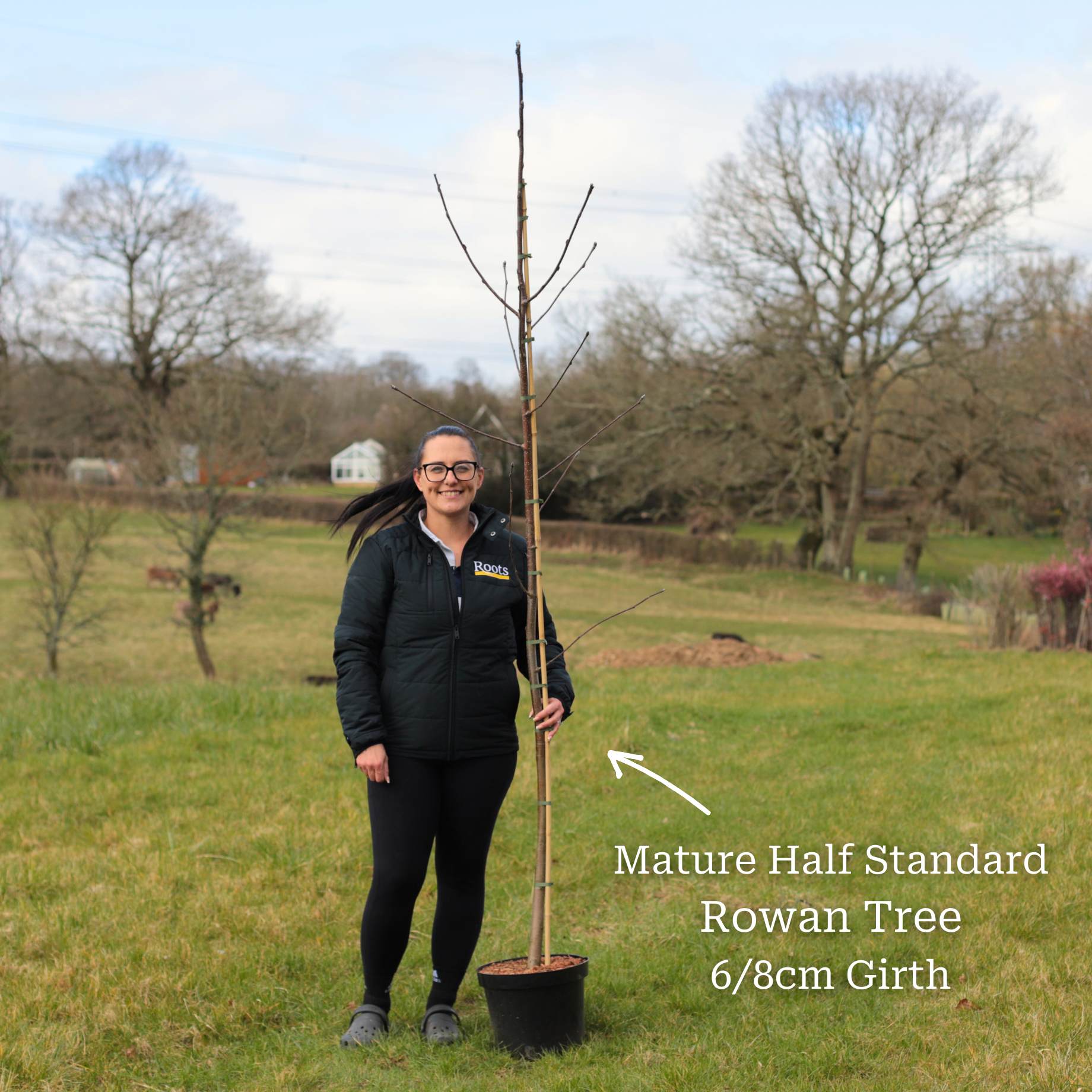 Silver Birch Tree | Betula pendula - Image 11