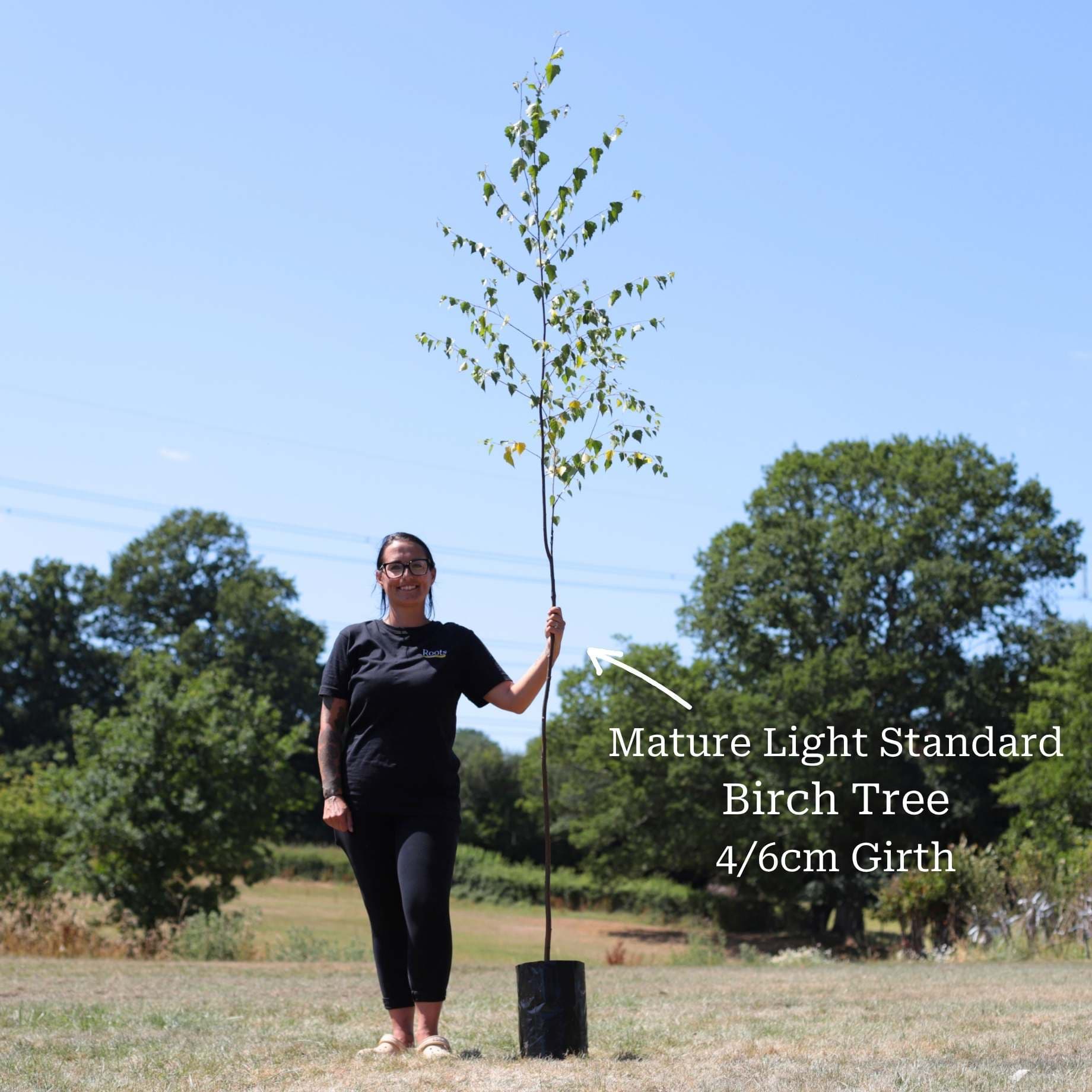 Silver Birch Tree | Betula pendula - Image 12