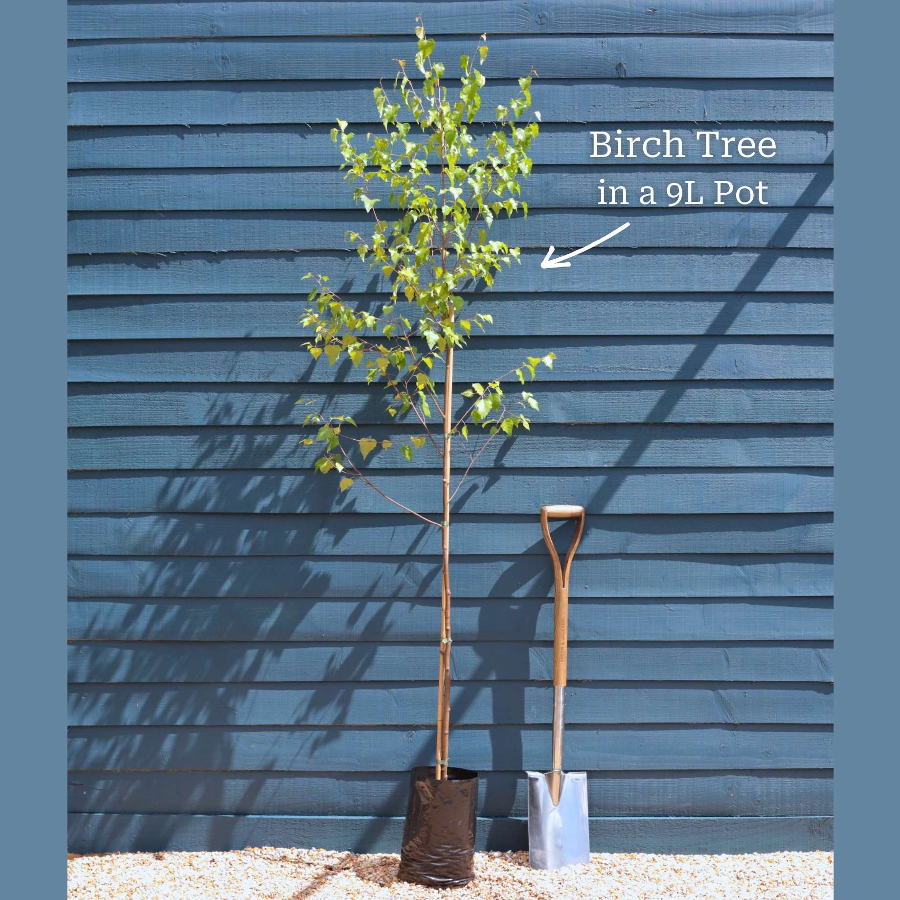 Silver Birch Tree | Betula pendula - Image 16