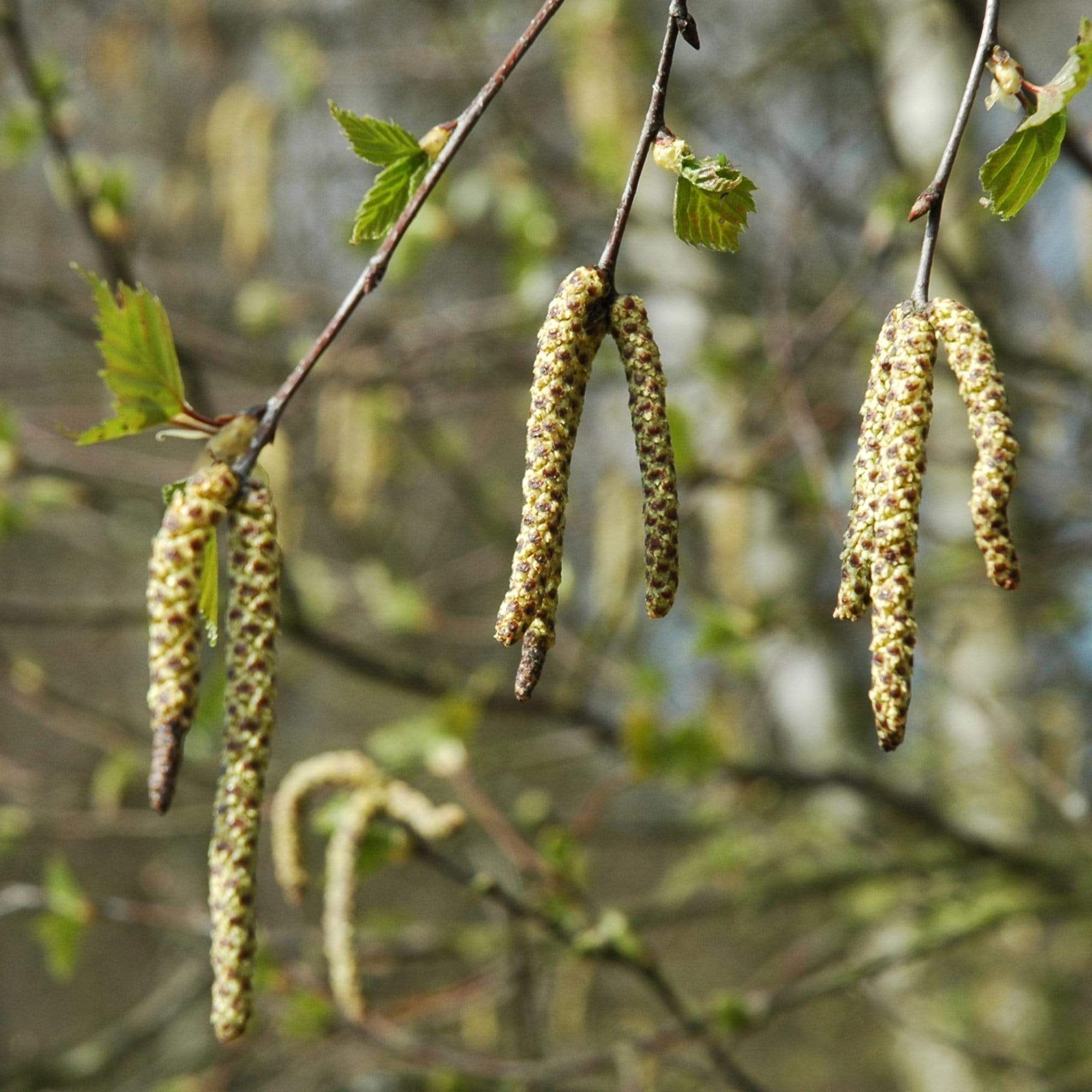 Silver Birch Tree | Betula pendula - Image 4