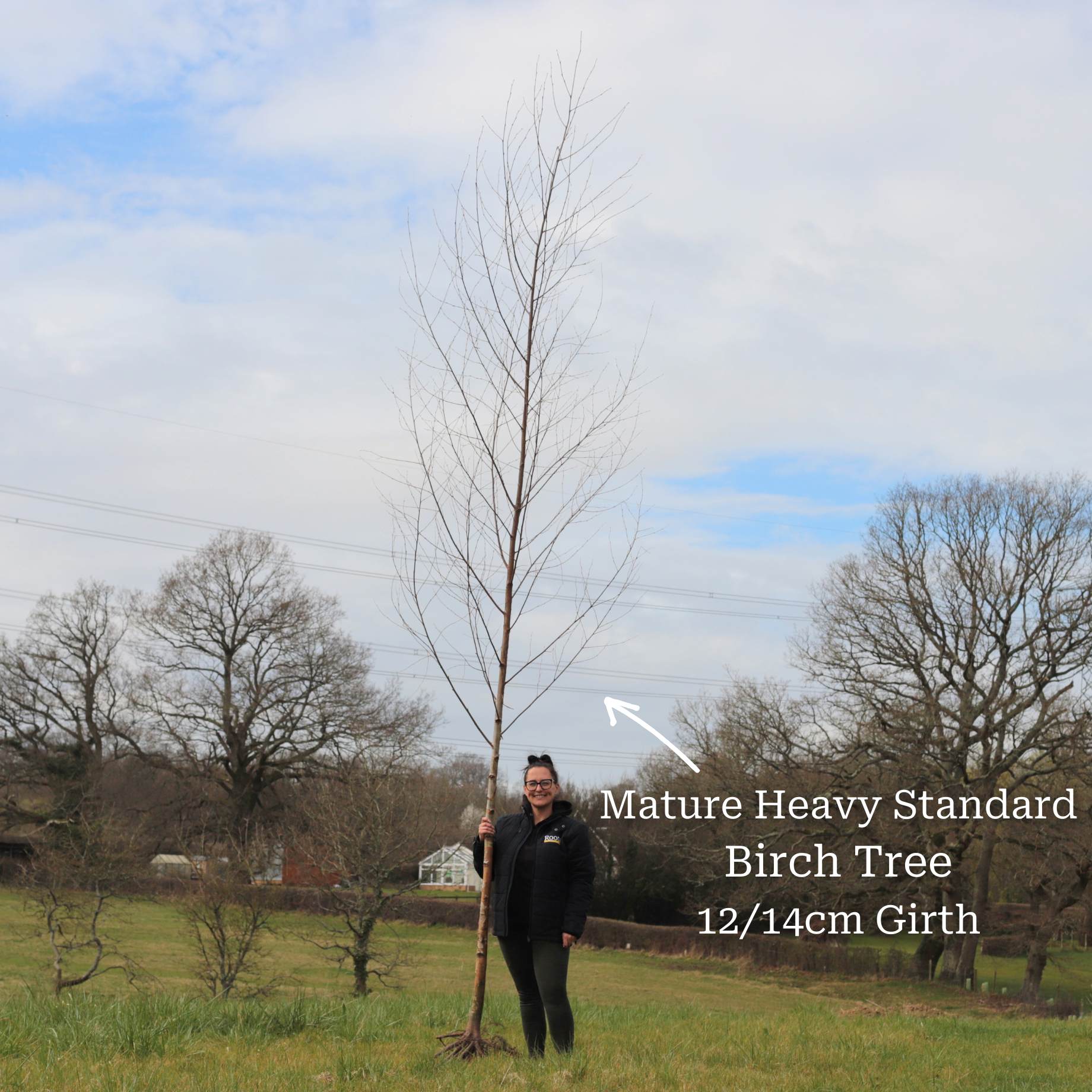 Silver Birch Tree | Betula pendula - Image 9