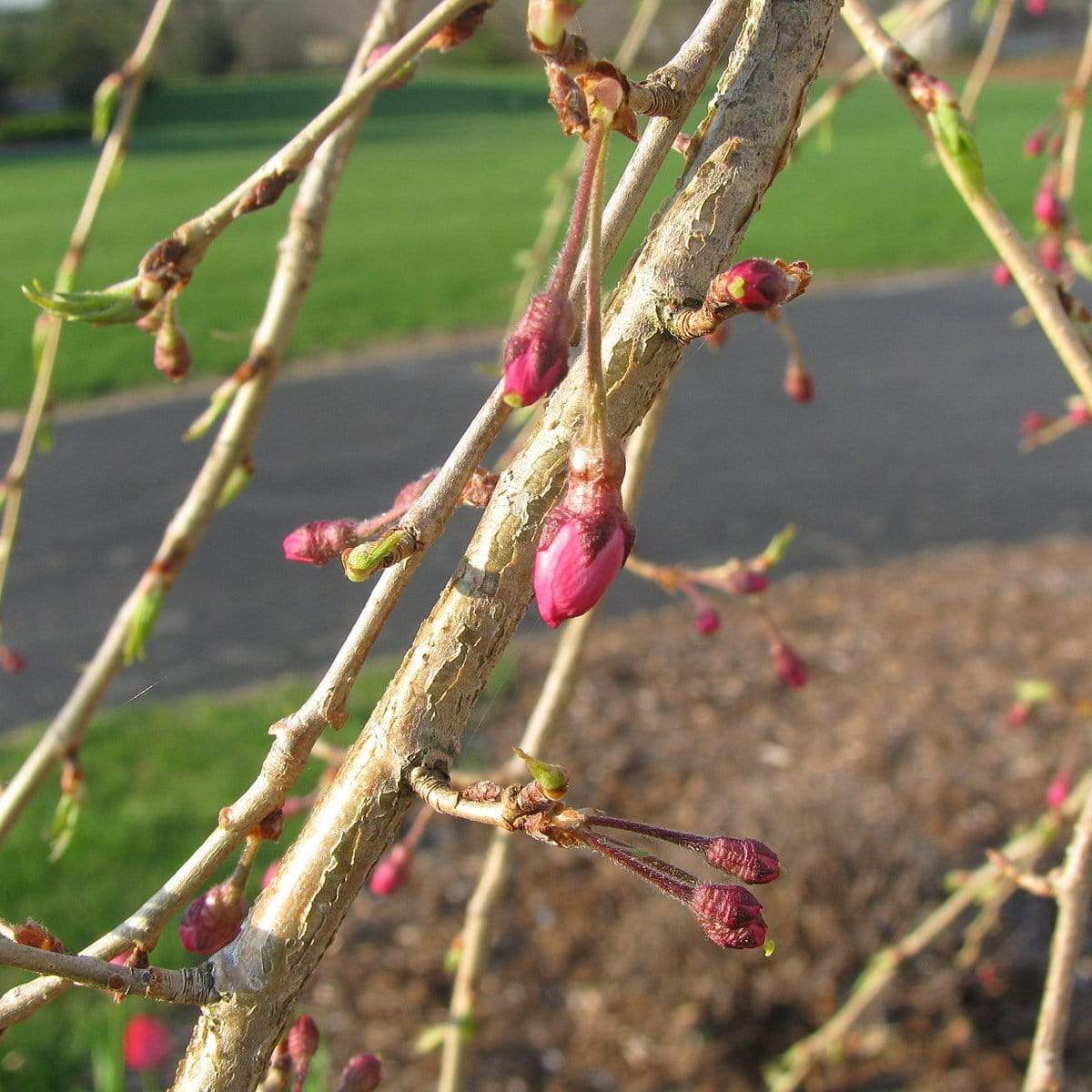 Single Pink Weeping Cherry Blossom Tree | Prunus pendula 'Pendula Rubra' - Image 3