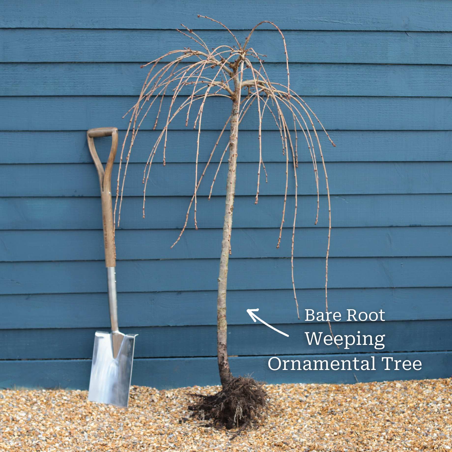 Single Pink Weeping Cherry Blossom Tree | Prunus pendula 'Pendula Rubra' - Image 6