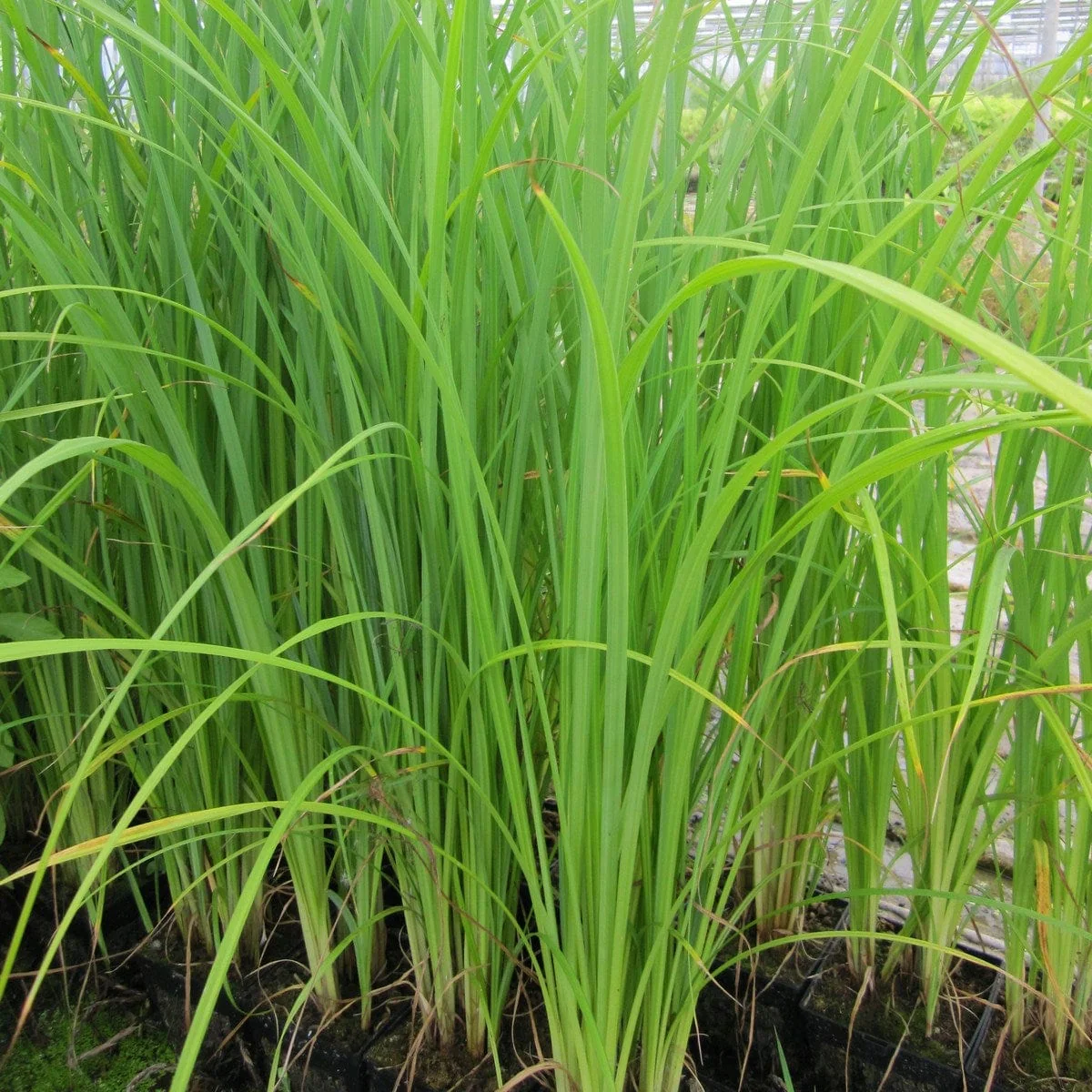 Slender-tufted sedge