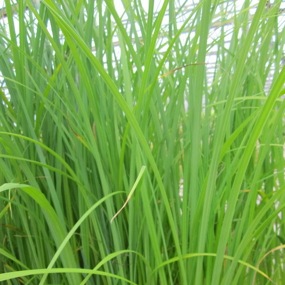 Slender-tufted sedge - Image 2