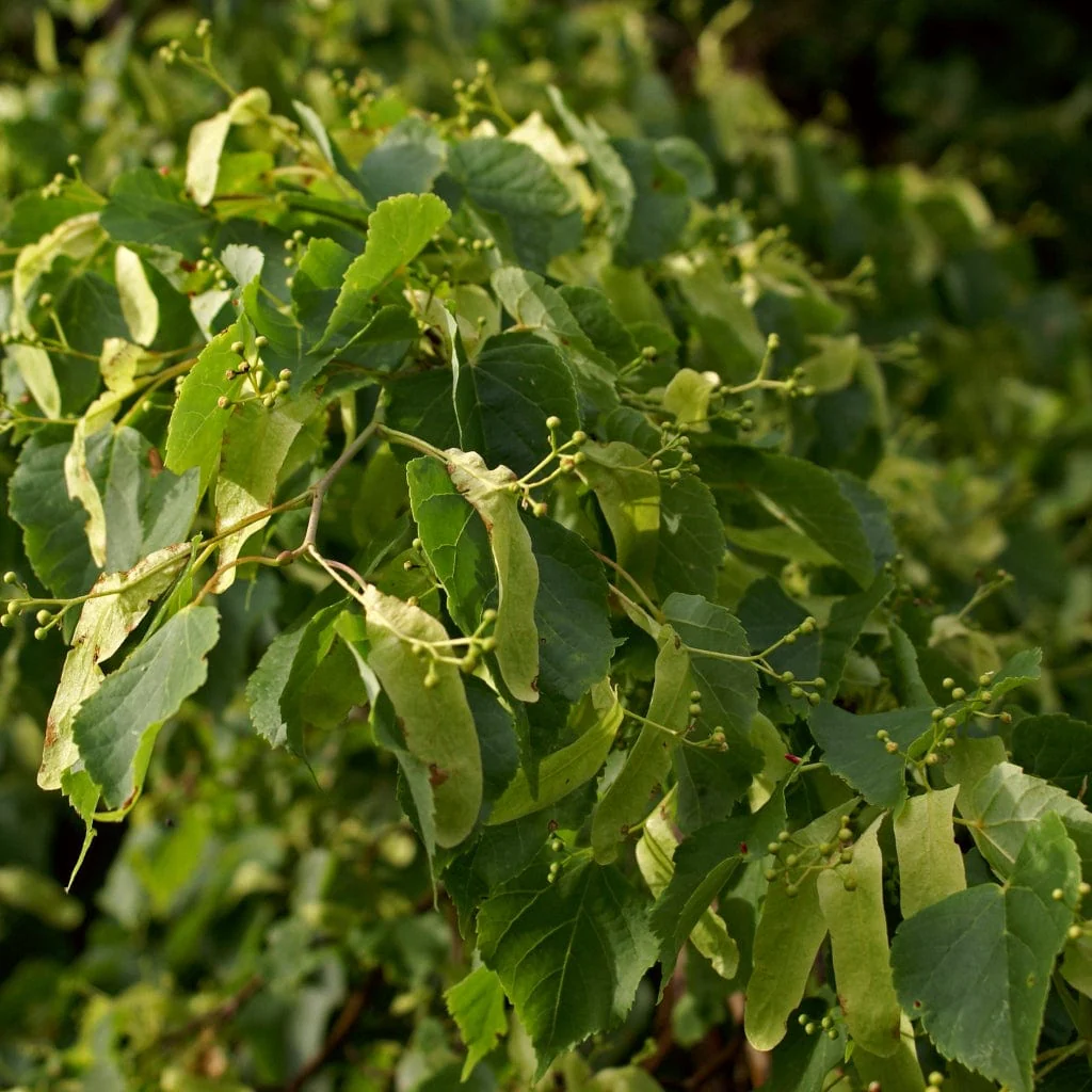Small Leaved Lime Hedging | Tilia cordata - Image 2
