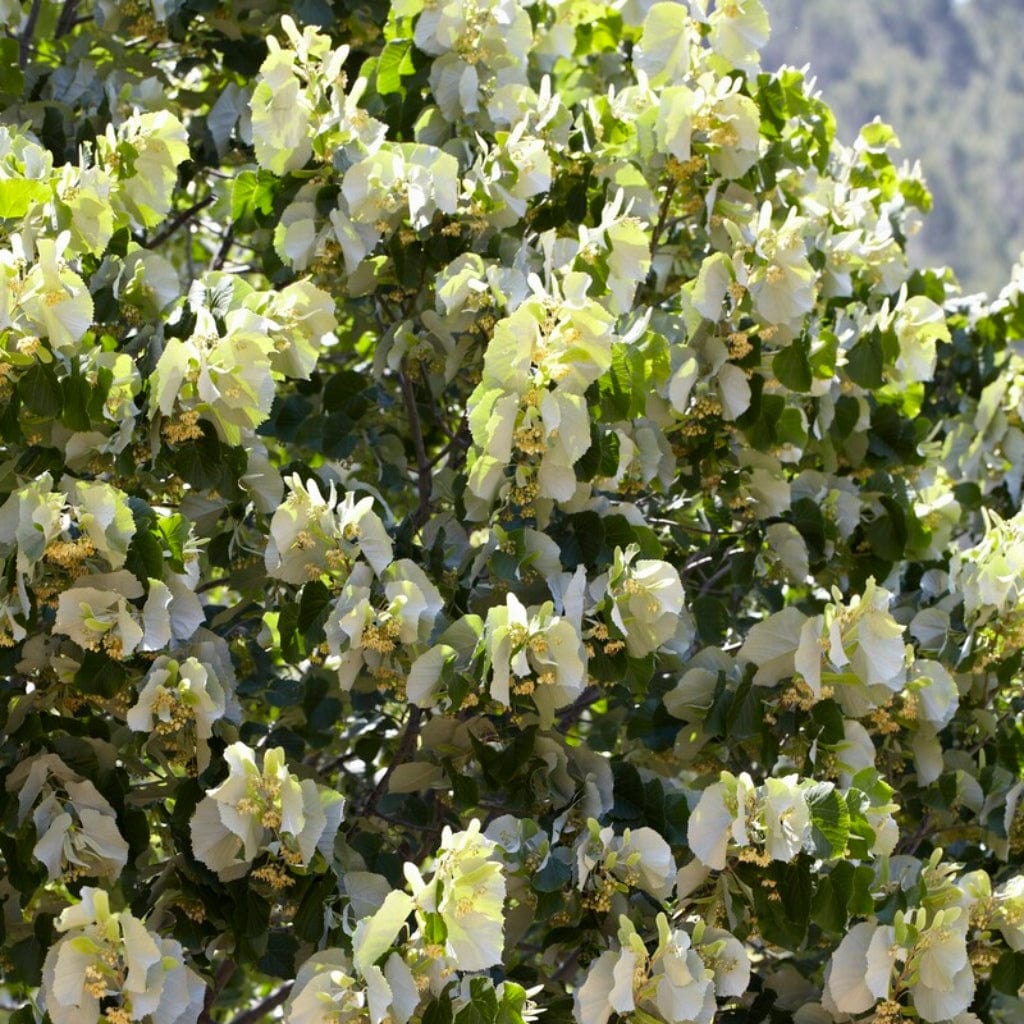 Small Leaved Lime Hedging | Tilia cordata - Image 4