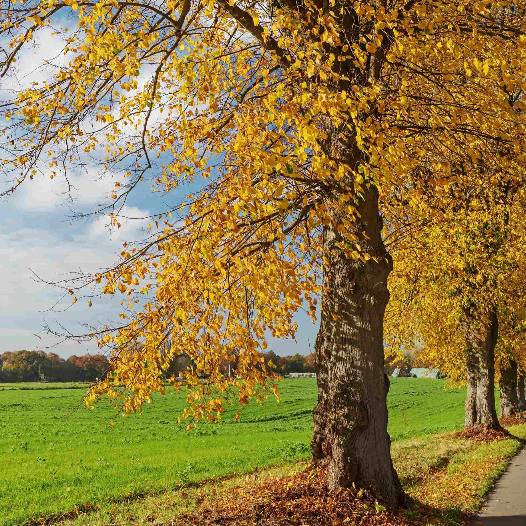 Small-Leaved Lime Tree | Tilia cordata 'Winter Orange'
