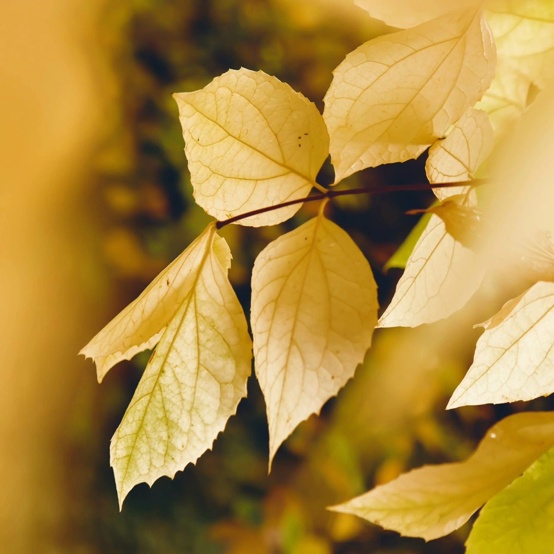 Small-Leaved Lime Tree | Tilia cordata 'Winter Orange' - Image 2