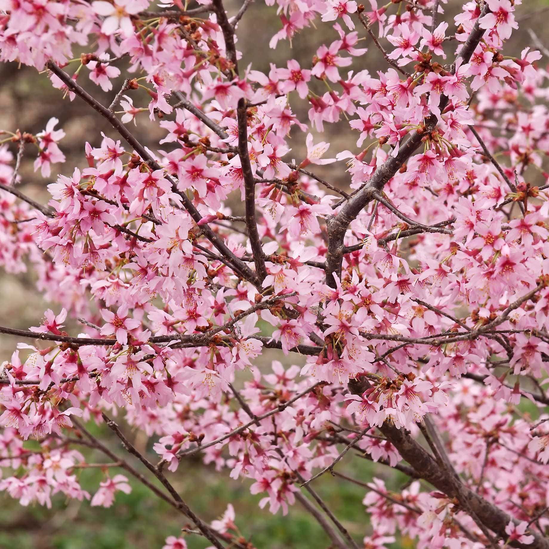 Small Pink Cherry Blossom Tree | Prunus 'Okame' - Image 4