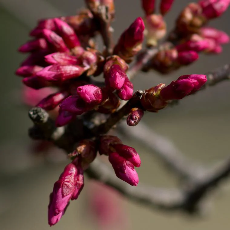 Small Pink Cherry Blossom Tree | Prunus 'Okame' - Image 6