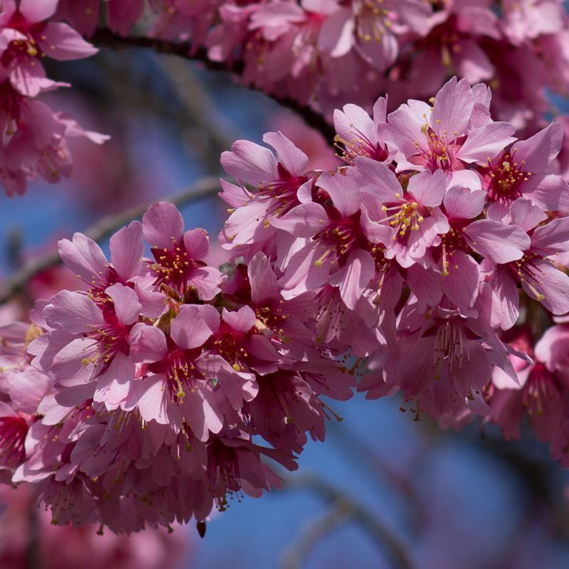 Small Pink Cherry Blossom Tree | Prunus 'Okame' - Image 7