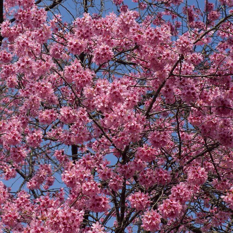 Small Pink Cherry Blossom Tree | Prunus 'Okame' - Image 8