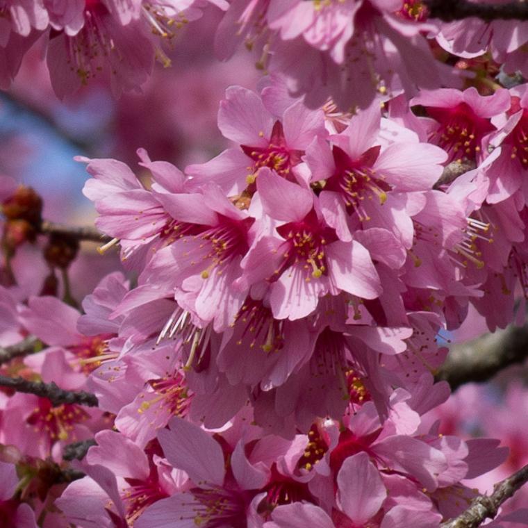 Small Pink Cherry Blossom Tree | Prunus 'Okame' - Image 9