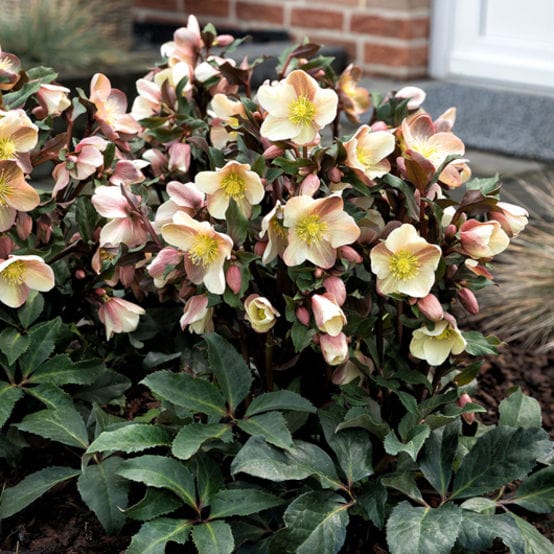 'Camelot®' Snow Rose | Hellebore Gold Collection® - Image 2