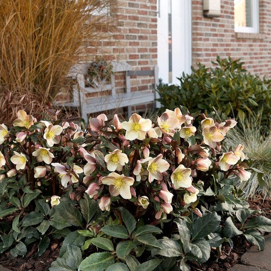 'Camelot®' Snow Rose | Hellebore Gold Collection® - Image 3
