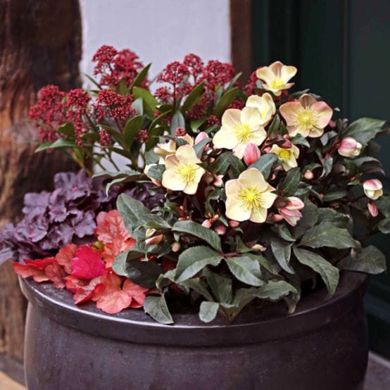 'Camelot®' Snow Rose | Hellebore Gold Collection® - Image 4