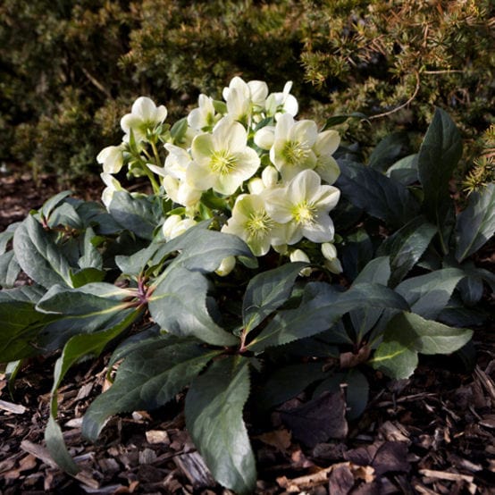 'Ice Breaker Max' Snow Rose | Hellebore Gold Collection®