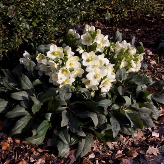 'Ice Breaker Max' Snow Rose | Hellebore Gold Collection® - Image 3