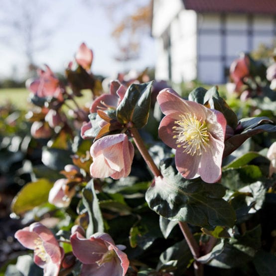 'Maestro®' Snow Rose | Hellebore Gold Collection®