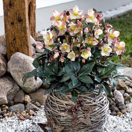 'Maestro®' Snow Rose | Hellebore Gold Collection® - Image 2