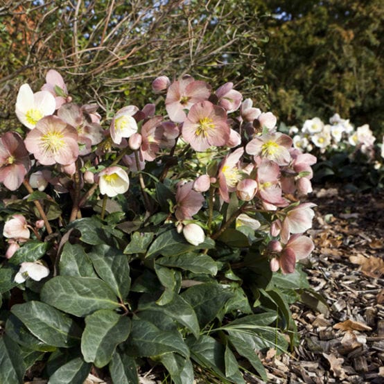 'Maestro®' Snow Rose | Hellebore Gold Collection® - Image 3