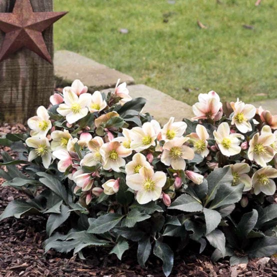 'Malory' Snow Rose | Hellebore Gold Collection®
