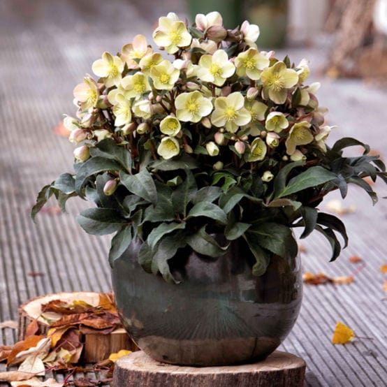 'Marlon' Snow Rose | Hellebore Gold Collection®