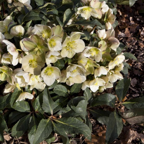 'Marlon' Snow Rose | Hellebore Gold Collection® - Image 2