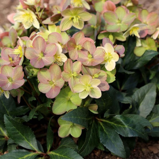 'Marlon' Snow Rose | Hellebore Gold Collection® - Image 3