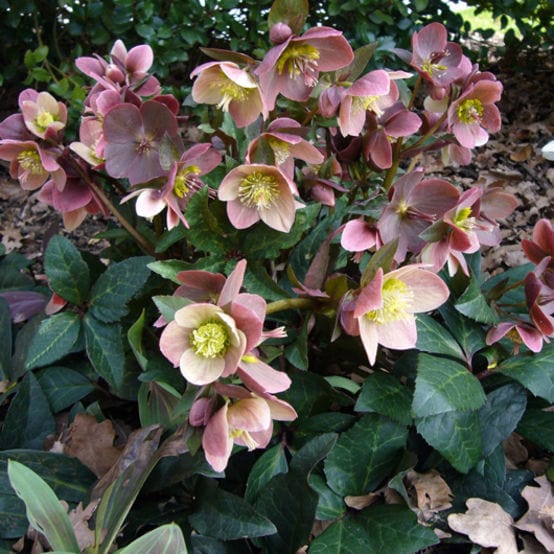 'Merlin®' Snow Rose | Hellebore Gold Collection® - Image 2