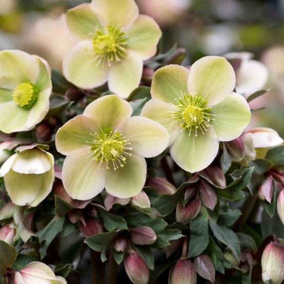 'Monte Christo®' Snow Rose | Hellebore Gold Collection®