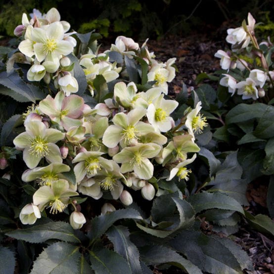 'Monte Christo®' Snow Rose | Hellebore Gold Collection® - Image 2