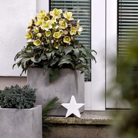 'Monte Christo®' Snow Rose | Hellebore Gold Collection® - Image 3