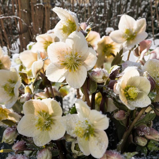 'Shooting Star®' Snow Rose | Hellebore Gold Collection®